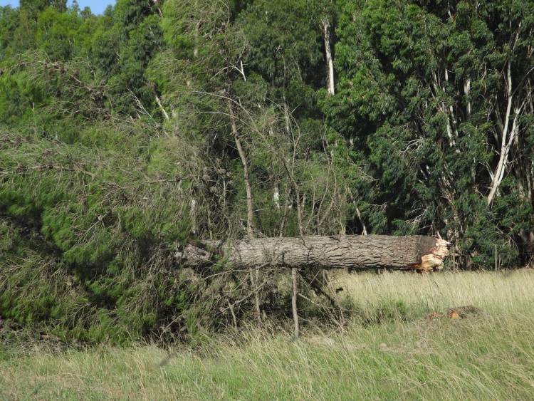 HCD: Solicitan la urgente remoción de árboles caídos en la Senda del Pillahuincó