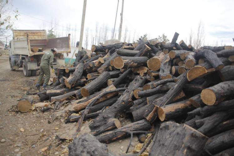 Banco Municipal de Leña: En junio comienza la entrega