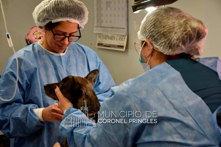 El castrador móvil atenderá todo el mes de agosto en el CAPS Irigoyen