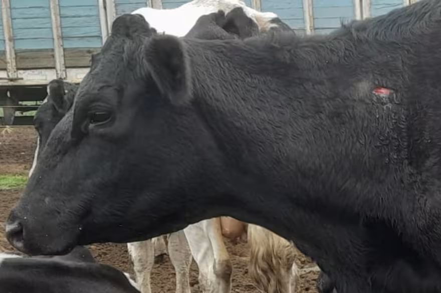 "Capital del robo": indignado, un productor contó que los delincuentes le mataron una vaca de su hija