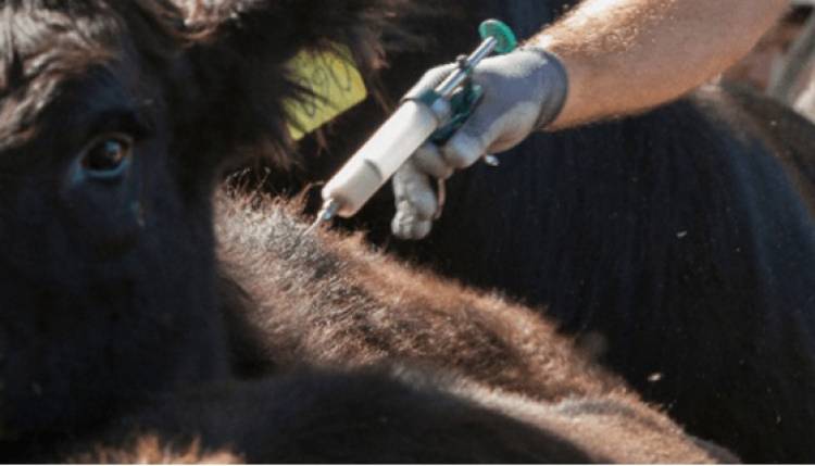 Segunda Campaña Antiaftosa 2024