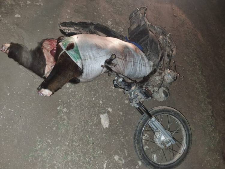 Pringles: Prisión preventiva para el hombre detenido por matar dos vacas de un campo y llevarse la carne en moto