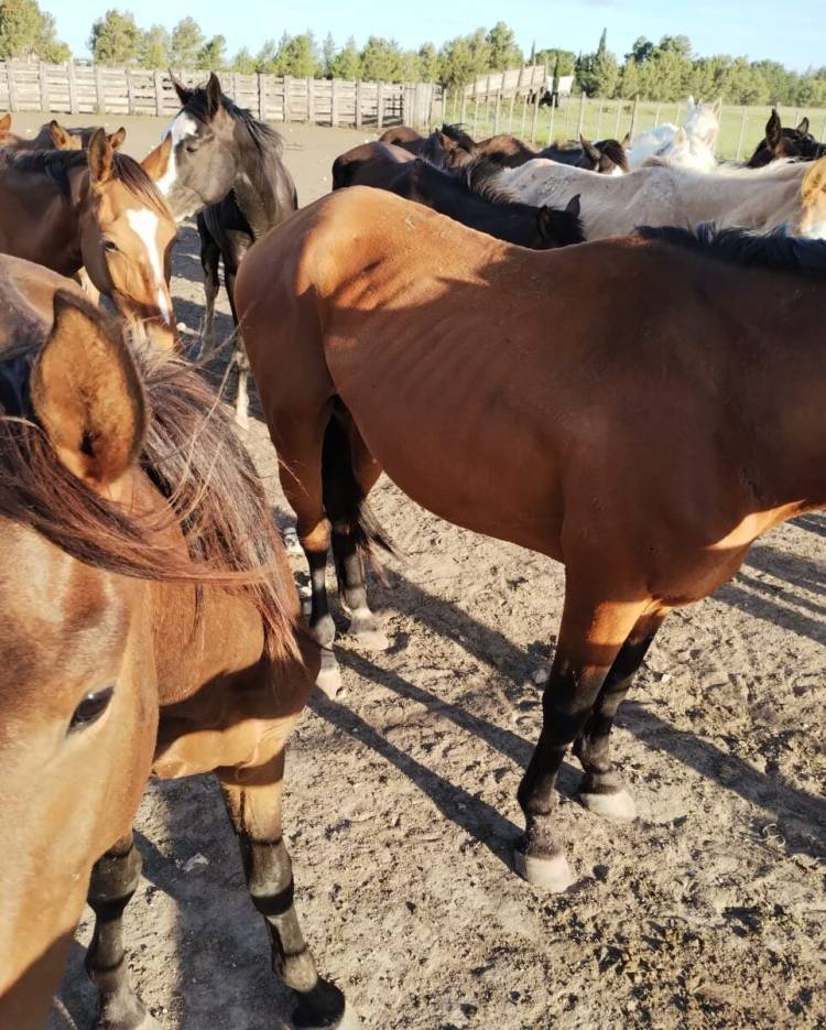 Condenan a un hombre a 3 meses de prisión por maltratar caballos en Coronel Pringles