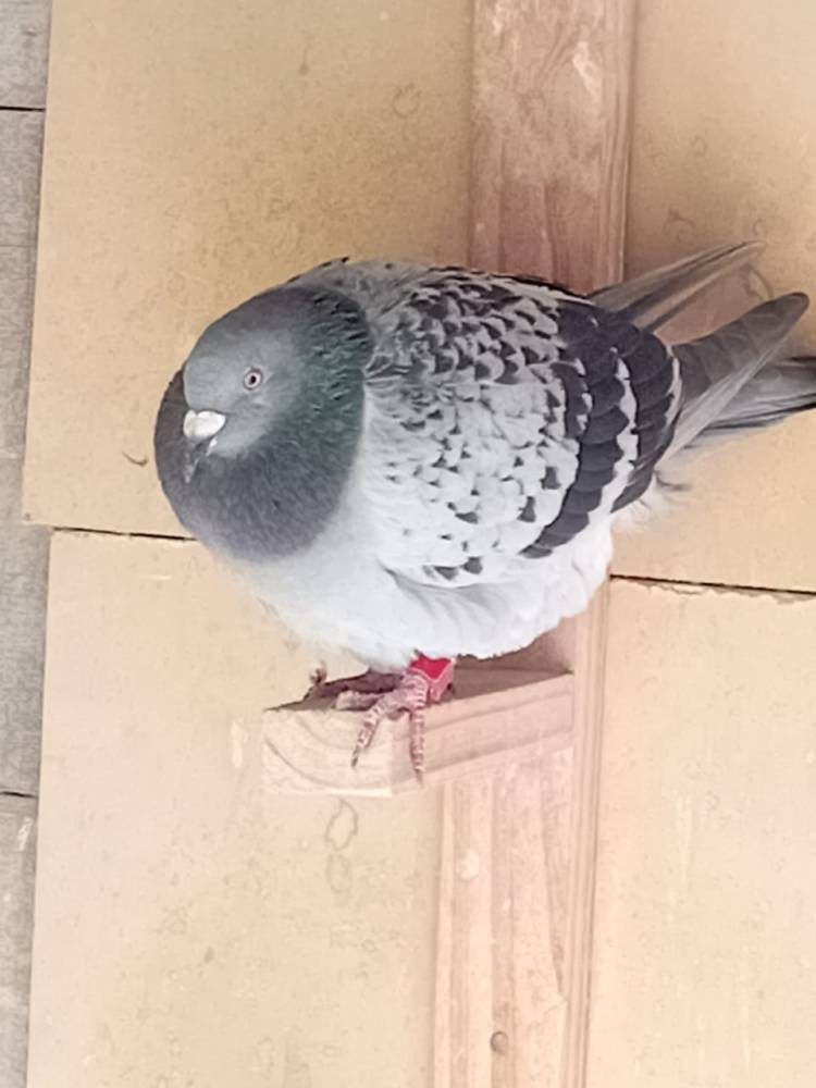 Colombófilas: Gran triunfo del Palomar "El Roque" de Rosendo Sosa desde Concordia en el Campeonato de Fondo
