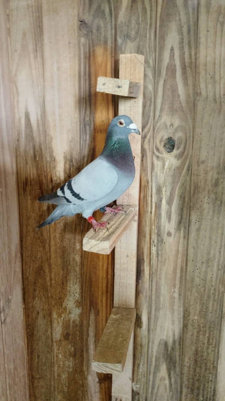 Colombófilas: Humberto Severini Ganador del Federal de Adultas y Francisco Fernández-Santiago Rodríguez, Campeones de Fondo y del Campeonato General 2025