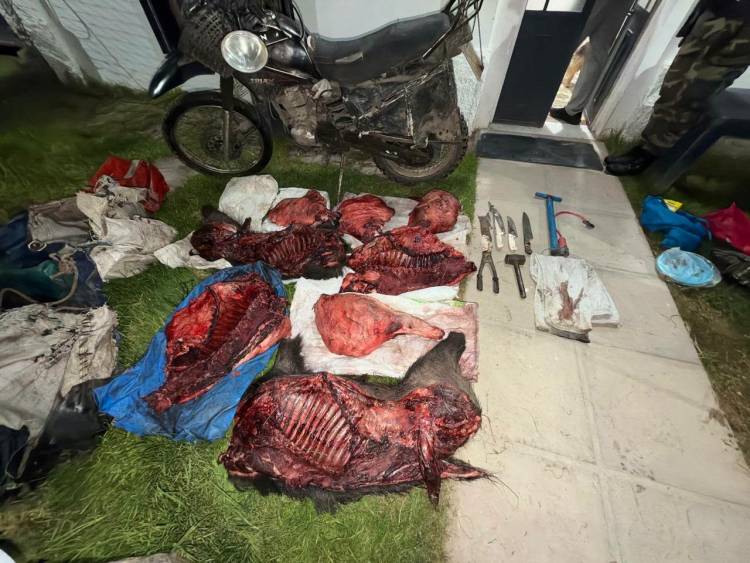 Hallazgo de un motovehículo y productos cárnicos de presunta procedencia de fauna silvestre
